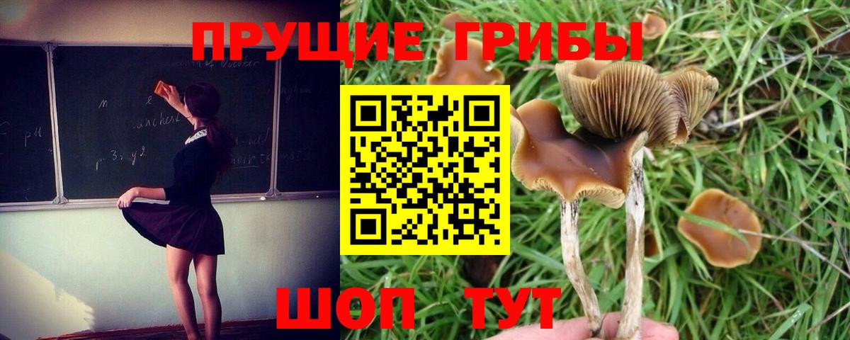 Балашов  Псилоцибиновые грибы GOLDEN TEACHER  Вход с VPN 